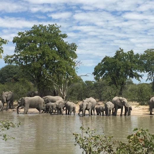 Olifanten in Botswana