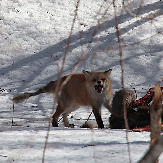 Een vos gespot langs de weg in Japan