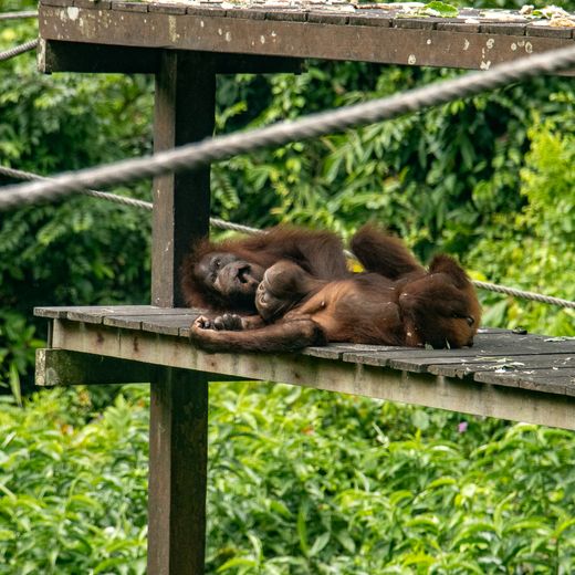 Orang-oetans in Kinabatangan Wildlife Reservaat, Maleisisch Borneo