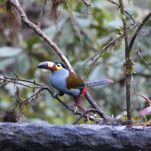 Zwartkruinbergtoekan in Tandayapa Cloud Forest, Ecuador