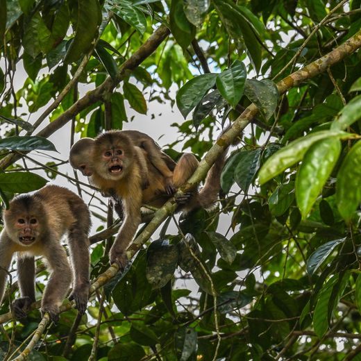 Apen in Cuyabeno, Ecuador