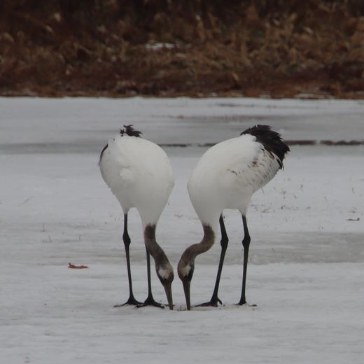 Kraanvogels in Hokkaido, Japan
