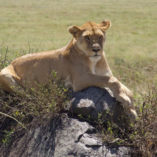 Op zo'n 150 meter van de lodge lag een groep van 5 leeuwinnen