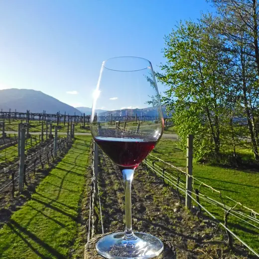 Verschillende wijnen drinken in Nieuw-Zeeland Verschillende wijnen drinken in Nieuw-Zeeland