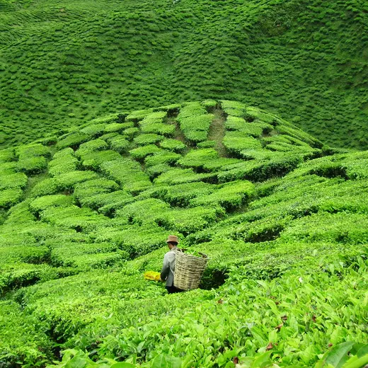 Cameron Highlands in Maleisië