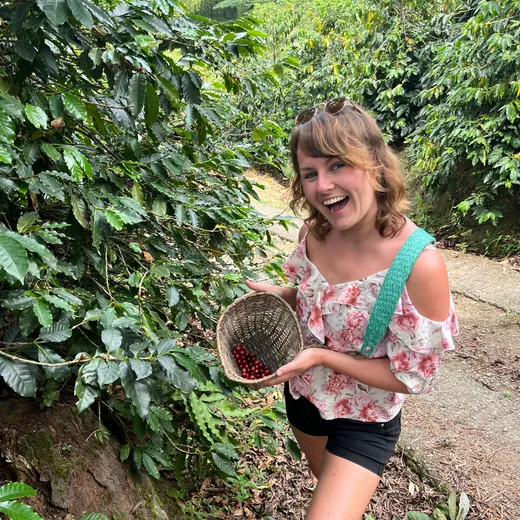 Help bij het plukken van rode koffiebessen op de koffieplantage