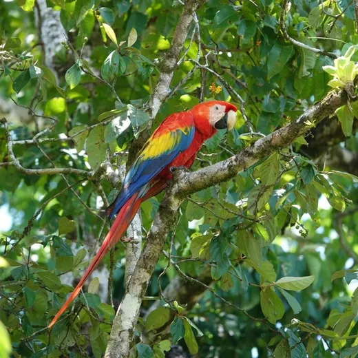 Ara's spotten in de groene natuur van de nationale parken van Costa Rica
