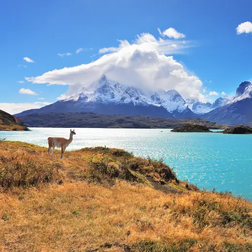 Guanaco torres del paine