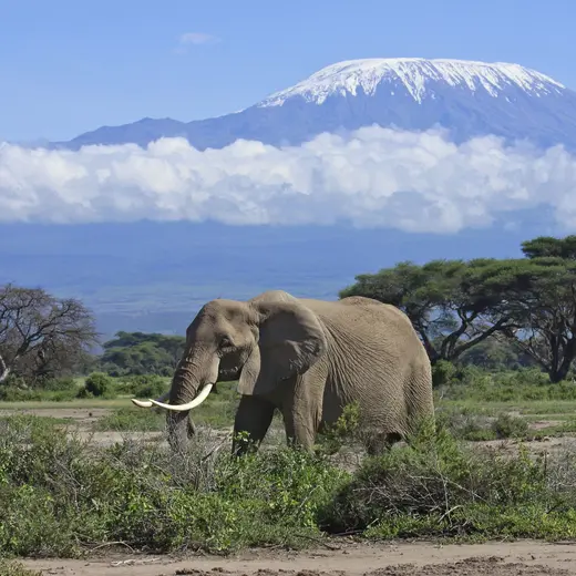 De natuur van Tanzania met de Mount Kilimanjaro en vele dieren De natuur van Tanzania met de Mount Kilimanjaro en vele dieren
