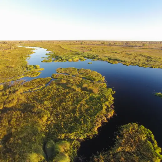 Okavango Moremi wildlife reserve