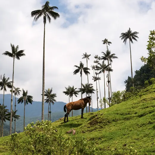 Paard in de Cocoravallei Colombia