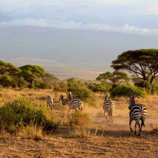 Zebra's in Amboseli national park Kenia